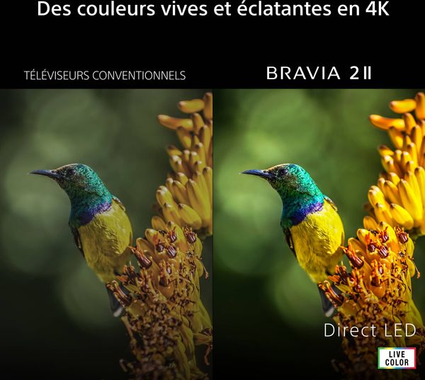 Couleurs 4K du téléviseur Sony 43 Bravia 2 II (43S2M2) Comparatif des couleurs affichées par le téléviseur Sony 43 Bravia 2 II (43S2M2) avec technologie Live Colour et Direct LED.