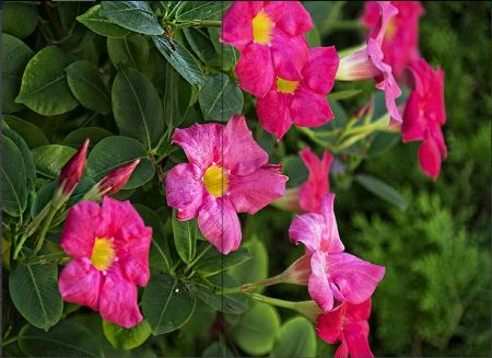 Darbee Visual Presence Darbee Visual Presence