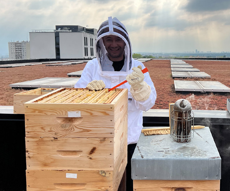 Mise en place de ruches d’abeilles noires